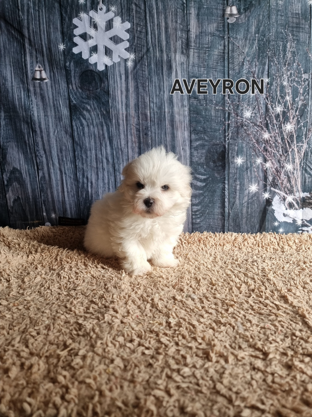 des bois de la bro - Chiots disponibles - Coton de Tulear