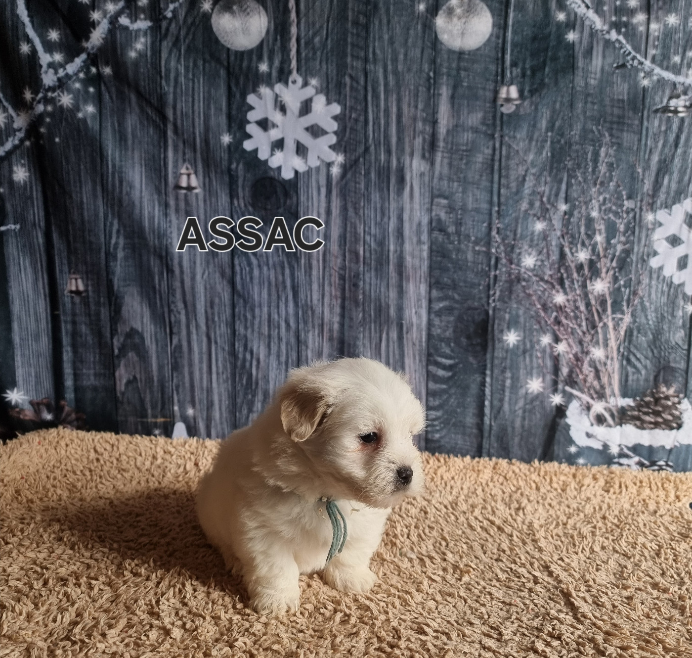 des bois de la bro - Chiots disponibles - Coton de Tulear