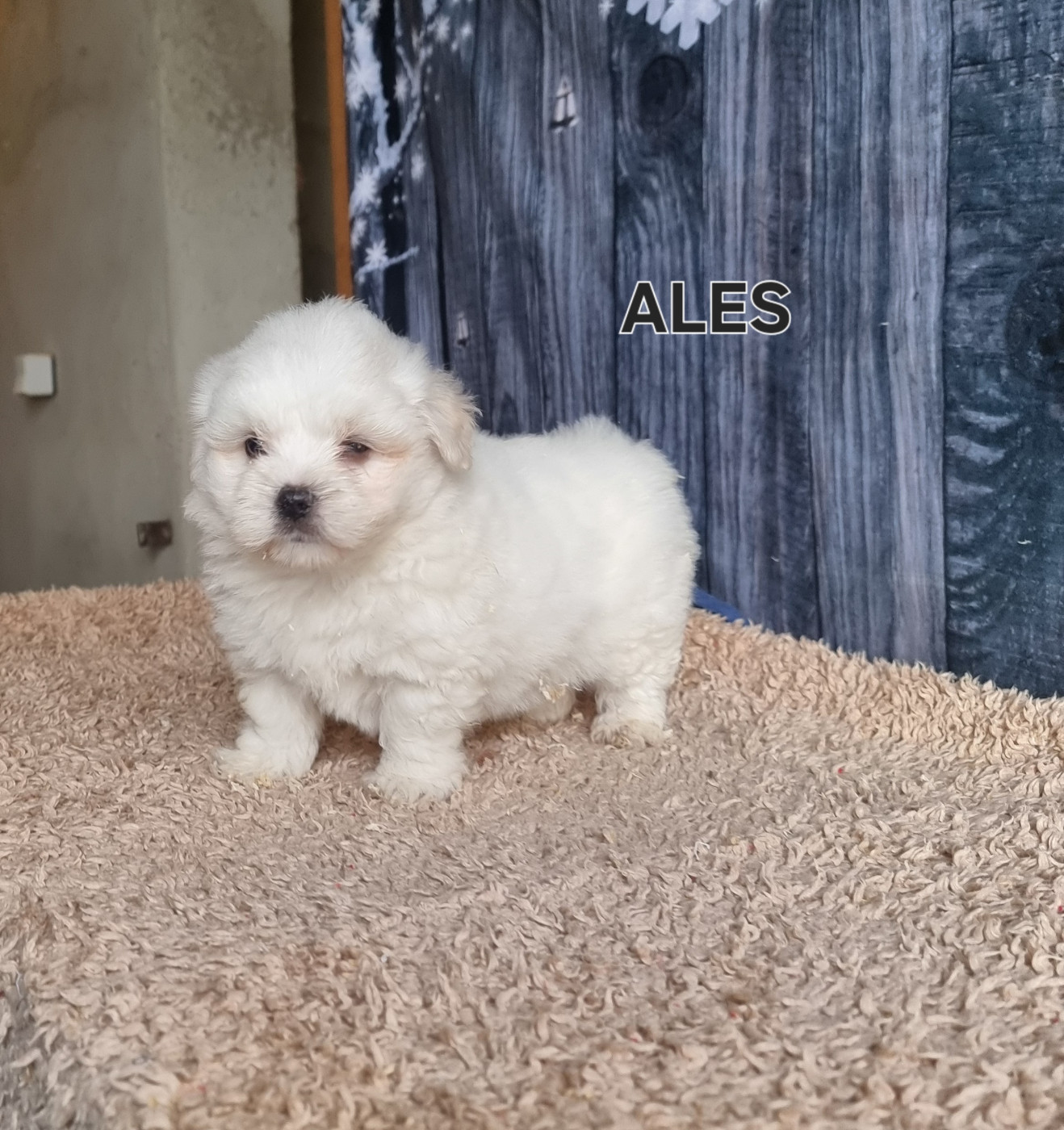 des bois de la bro - Chiots disponibles - Coton de Tulear