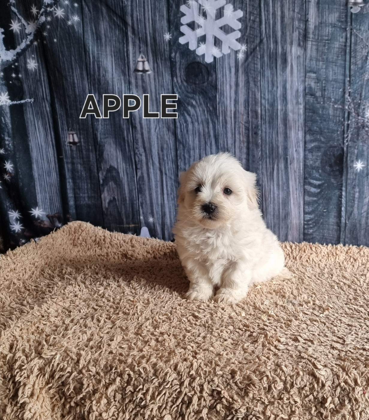 des bois de la bro - Chiots disponibles - Coton de Tulear