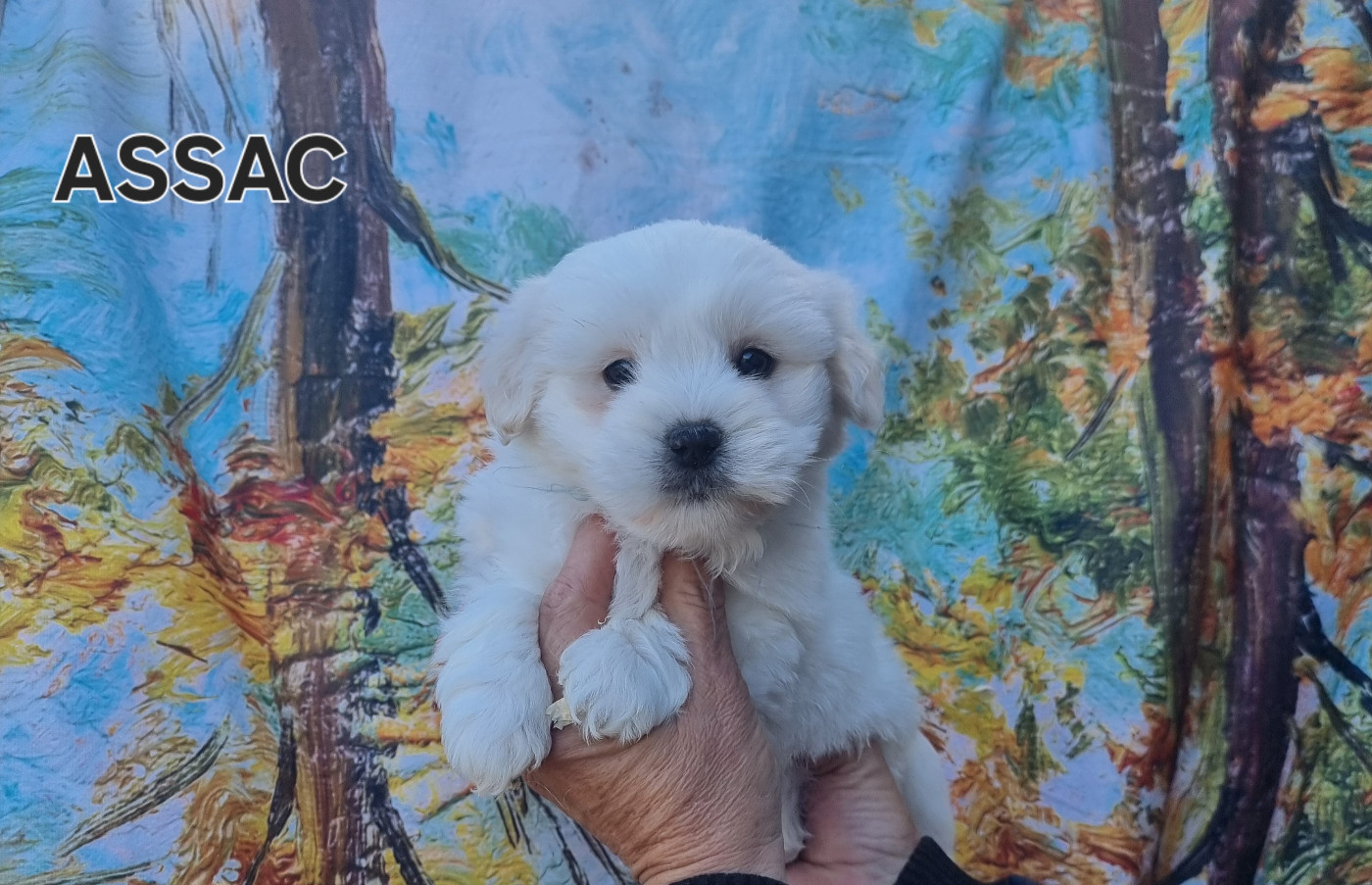 des bois de la bro - Chiots disponibles - Coton de Tulear