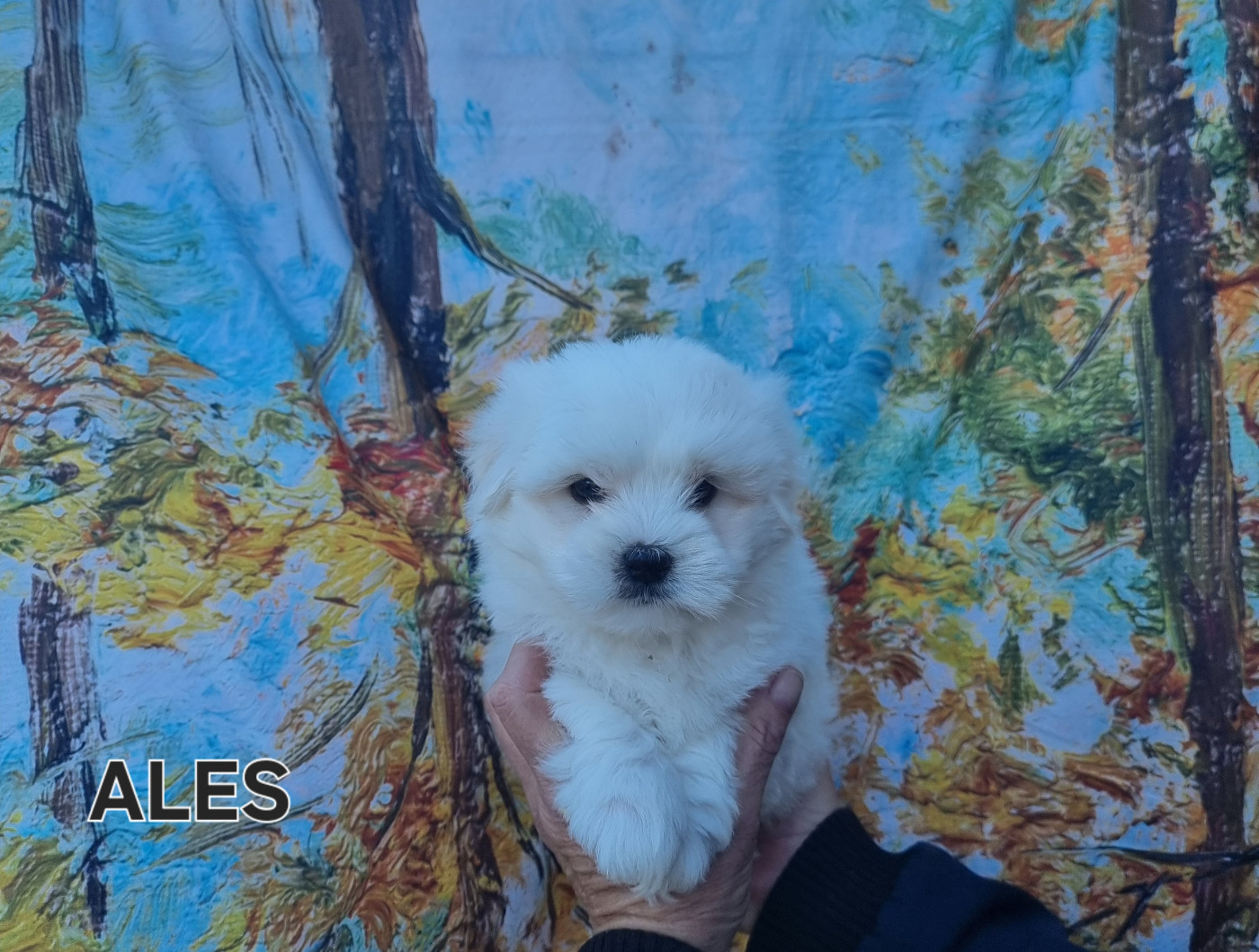 des bois de la bro - Chiots disponibles - Coton de Tulear