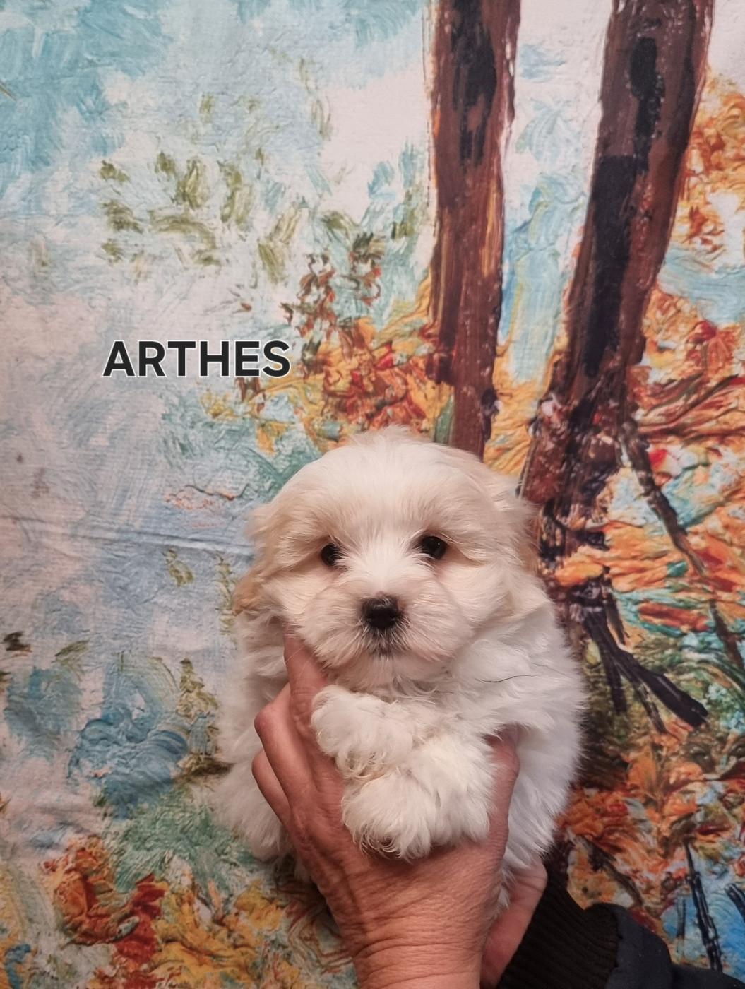 des bois de la bro - Chiots disponibles - Coton de Tulear
