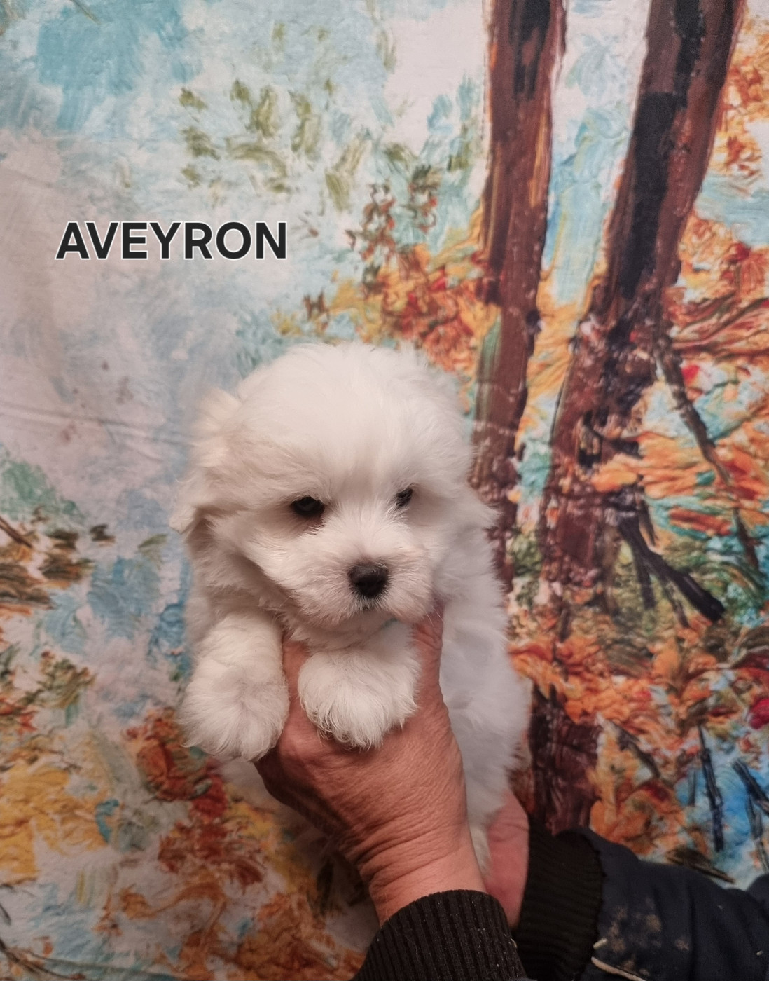 des bois de la bro - Chiots disponibles - Coton de Tulear