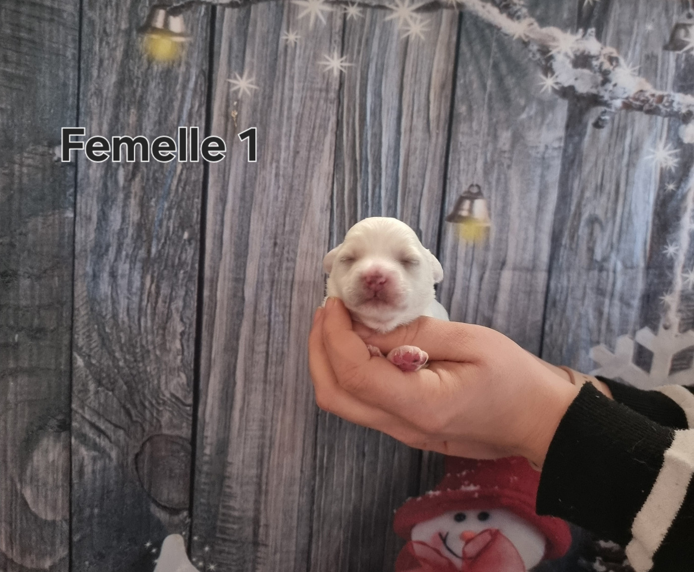 des bois de la bro - Chiots disponibles - Coton de Tulear
