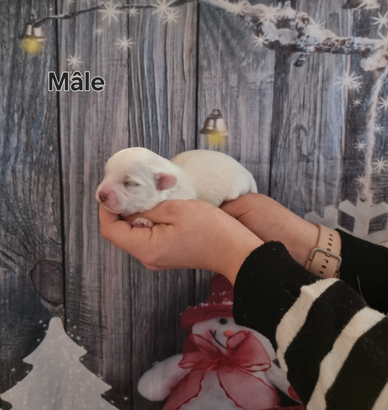 des bois de la bro - Chiots disponibles - Coton de Tulear
