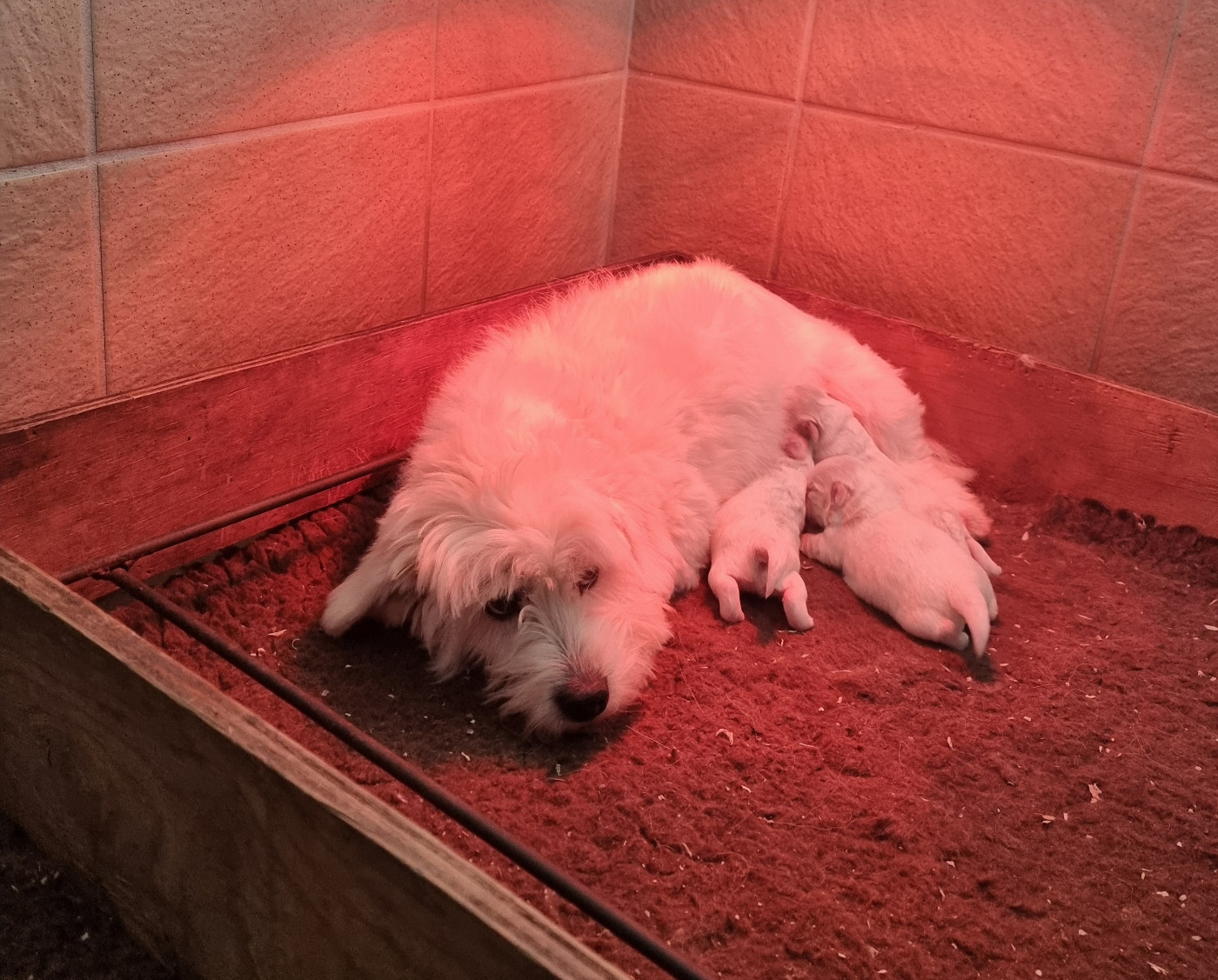 Chiot Coton de Tulear des bois de la bro