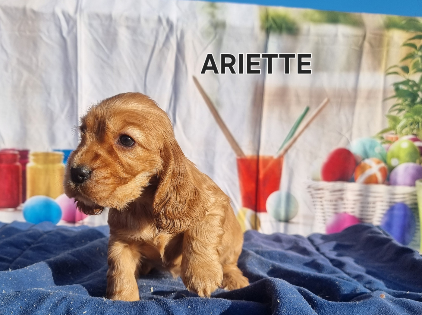 des bois de la bro - Cocker Spaniel Anglais - Portée née le 25/11/2025