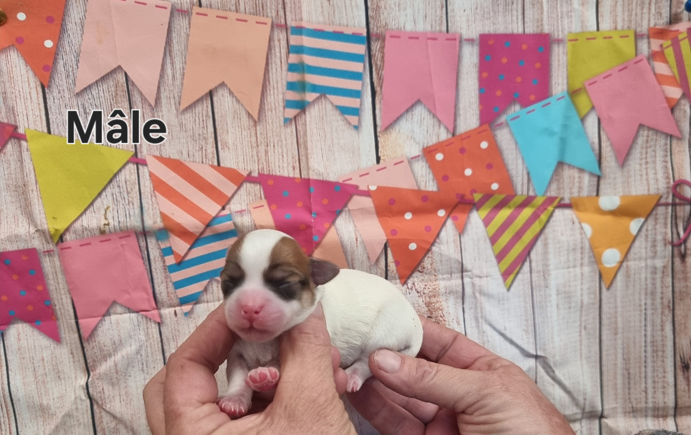 des bois de la bro - Chiots disponibles - Coton de Tulear