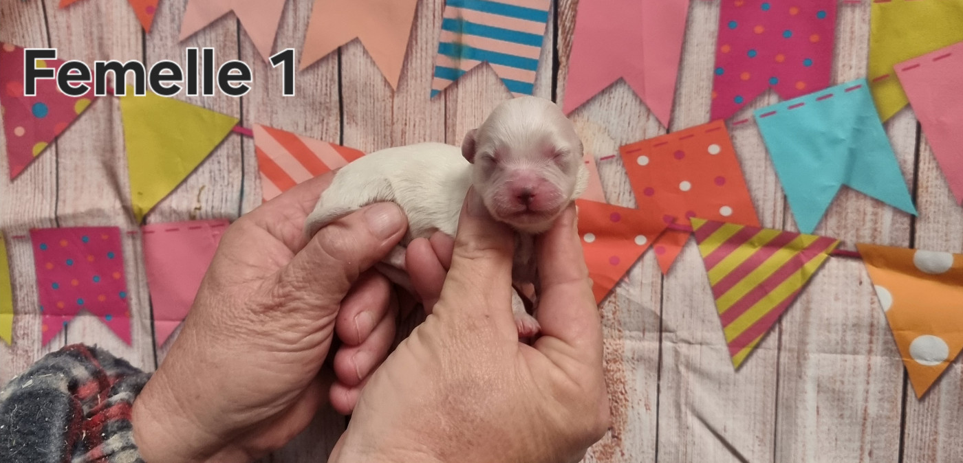 des bois de la bro - Chiots disponibles - Coton de Tulear