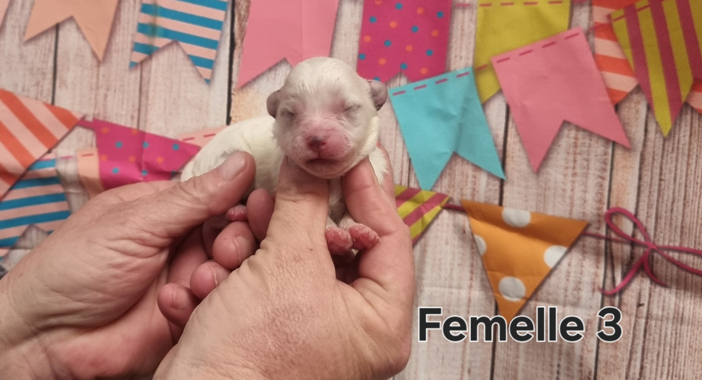 des bois de la bro - Chiots disponibles - Coton de Tulear