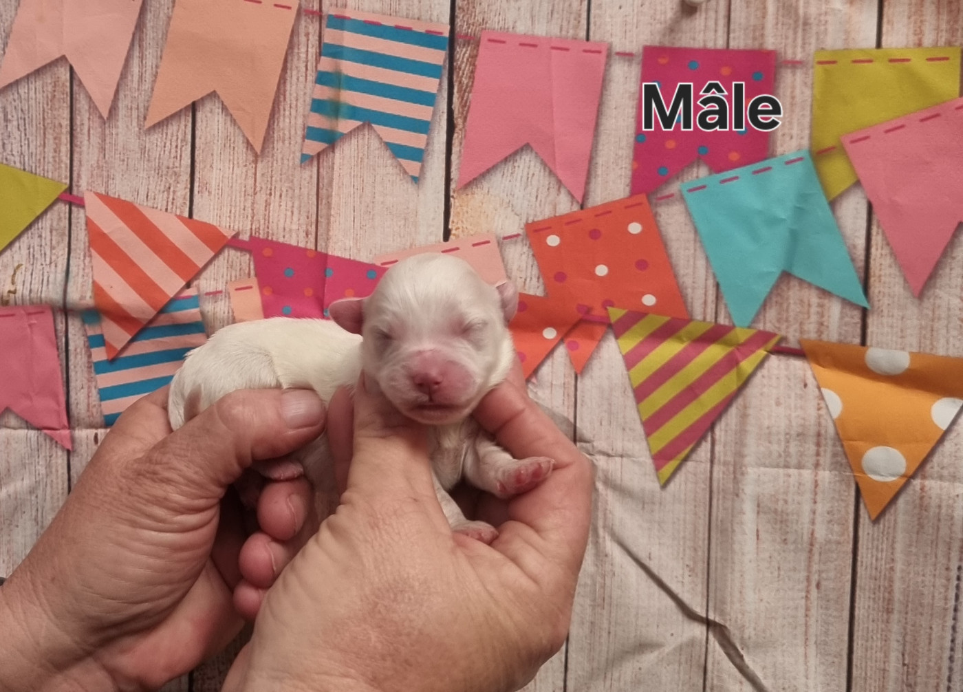 des bois de la bro - Chiots disponibles - Coton de Tulear