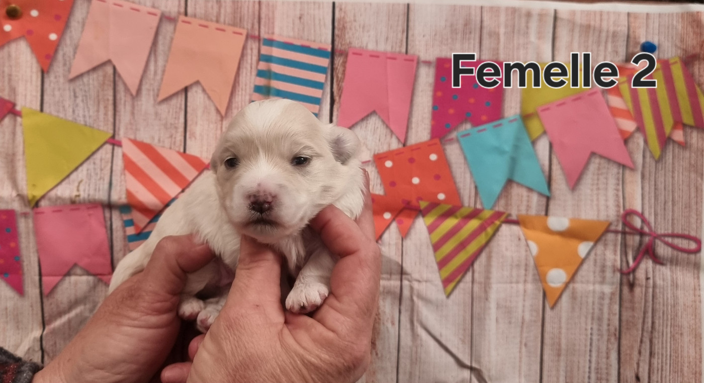 des bois de la bro - Chiots disponibles - Coton de Tulear