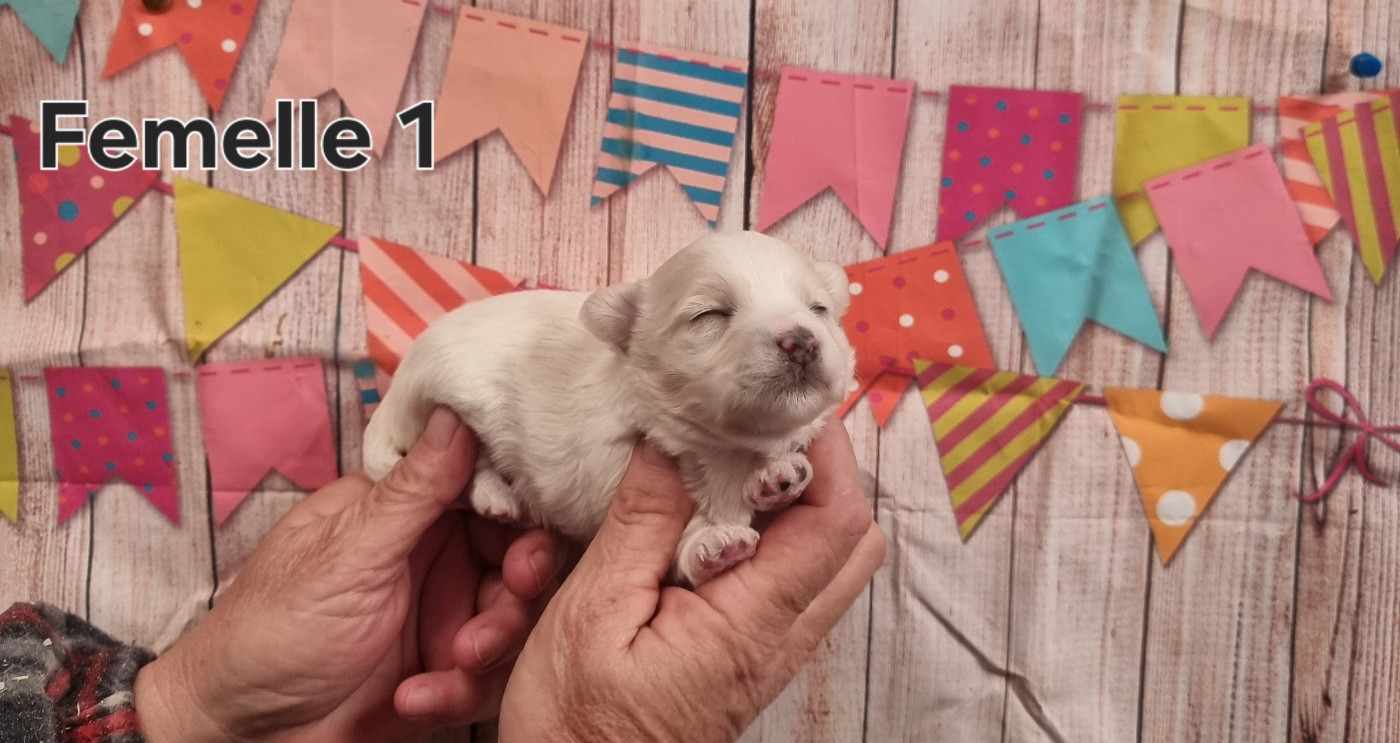 des bois de la bro - Chiots disponibles - Coton de Tulear