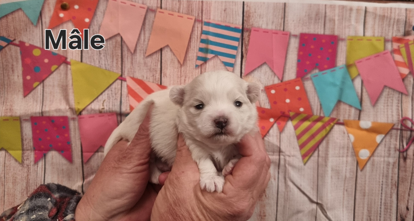 des bois de la bro - Chiots disponibles - Coton de Tulear