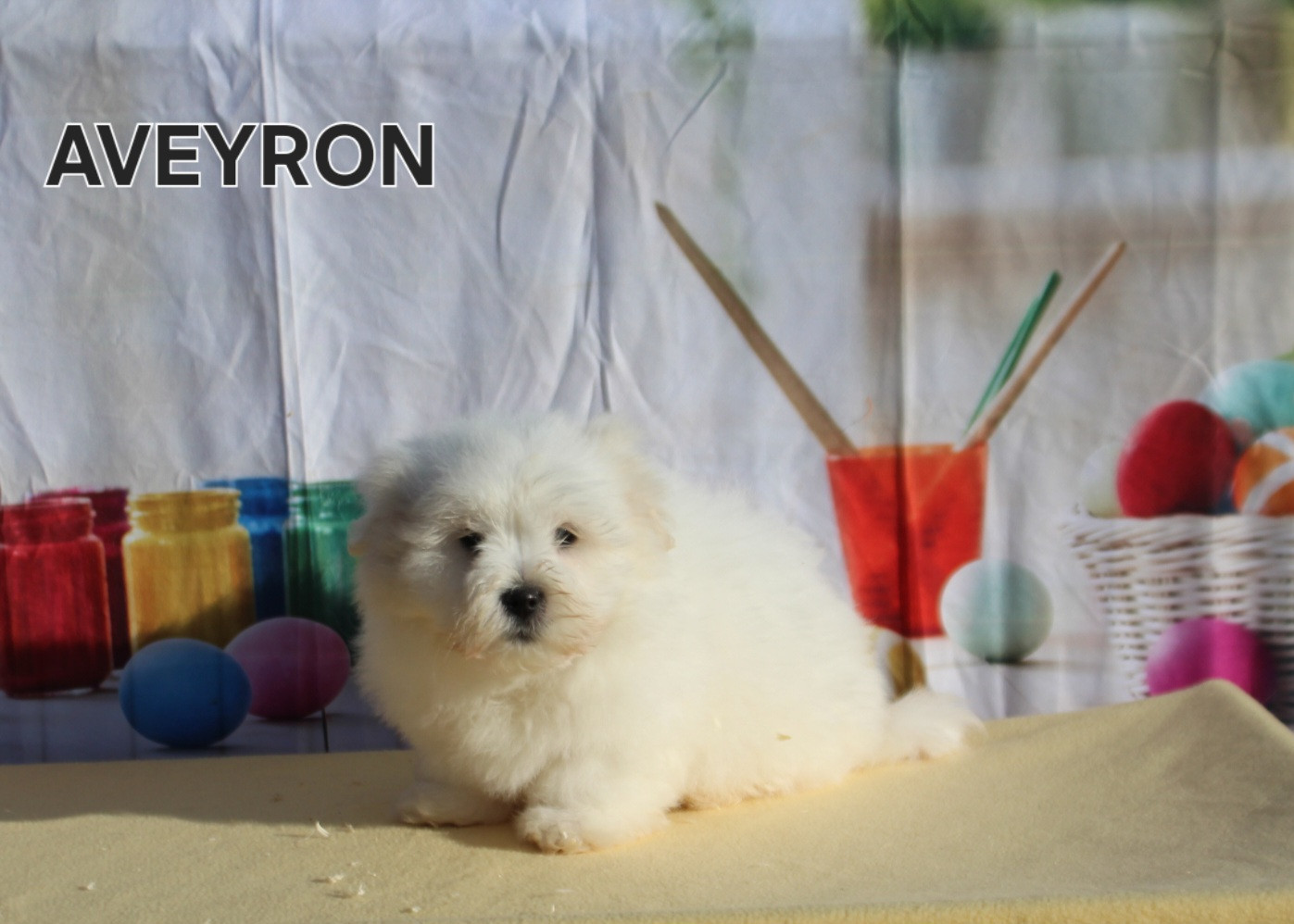 des bois de la bro - Chiots disponibles - Coton de Tulear