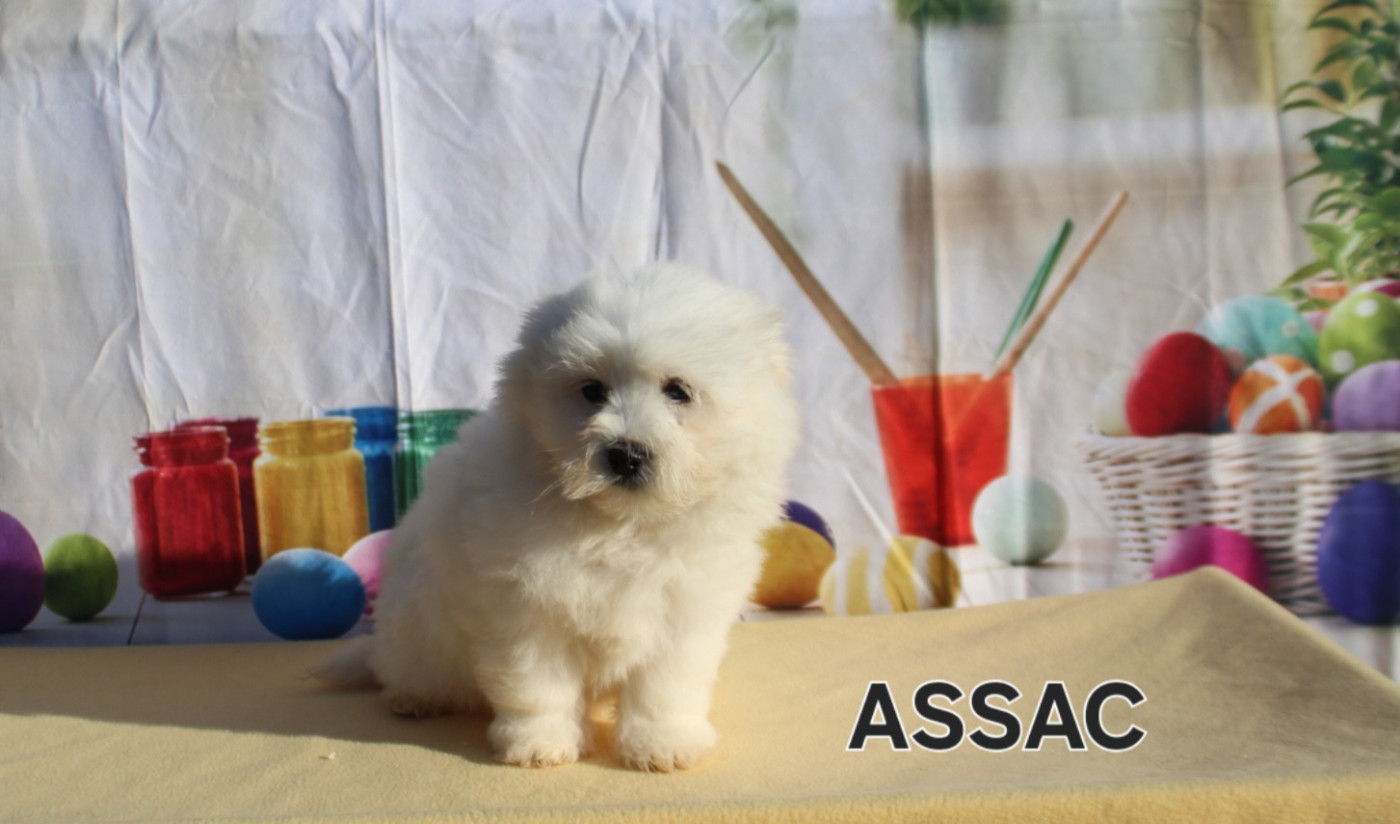 des bois de la bro - Chiots disponibles - Coton de Tulear