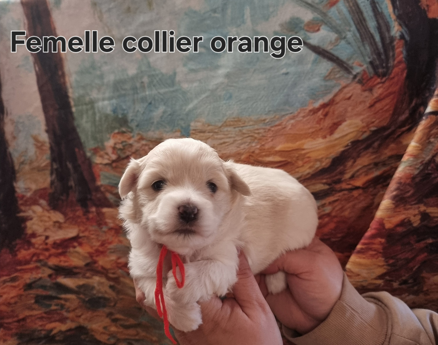 des bois de la bro - Chiots disponibles - Coton de Tulear