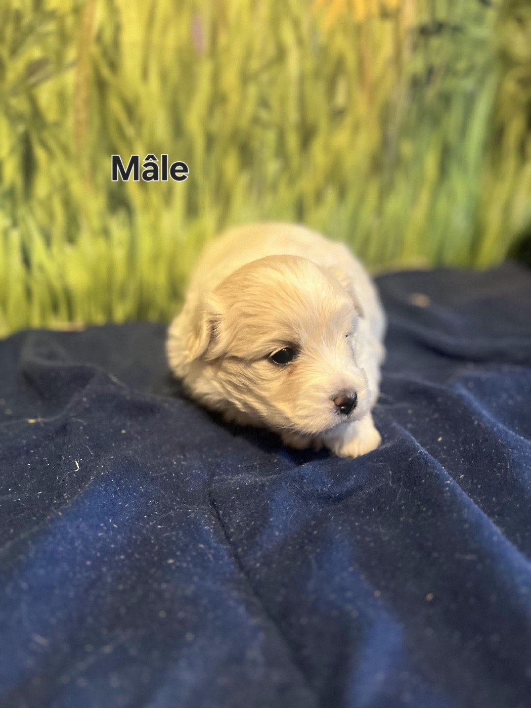 des bois de la bro - Chiots disponibles - Coton de Tulear