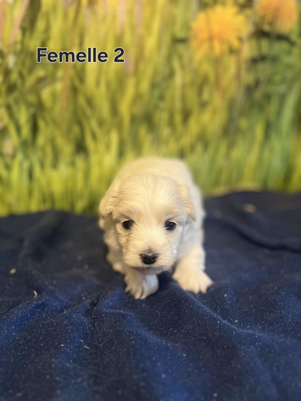 des bois de la bro - Chiots disponibles - Coton de Tulear