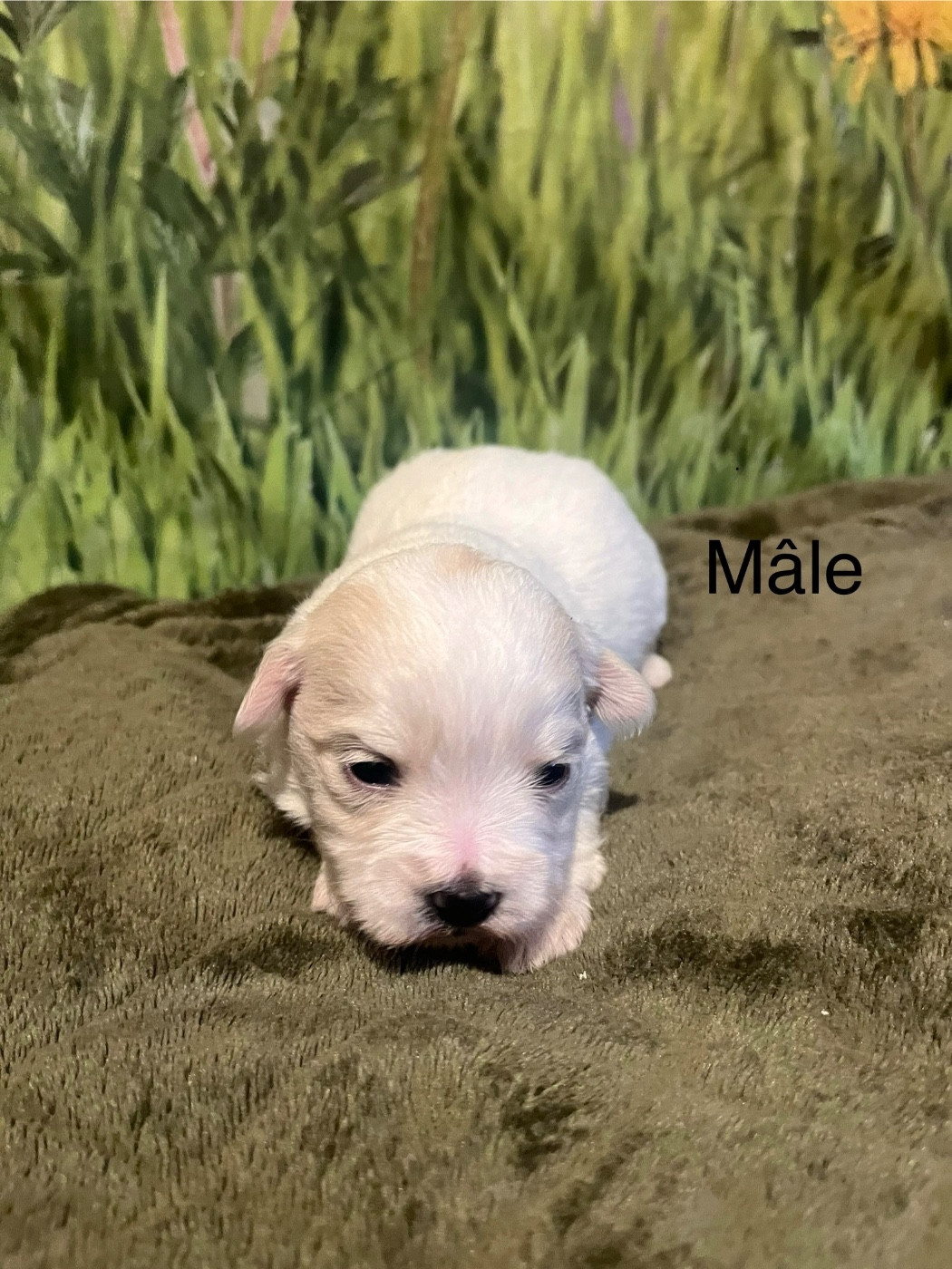 des bois de la bro - Chiots disponibles - Coton de Tulear