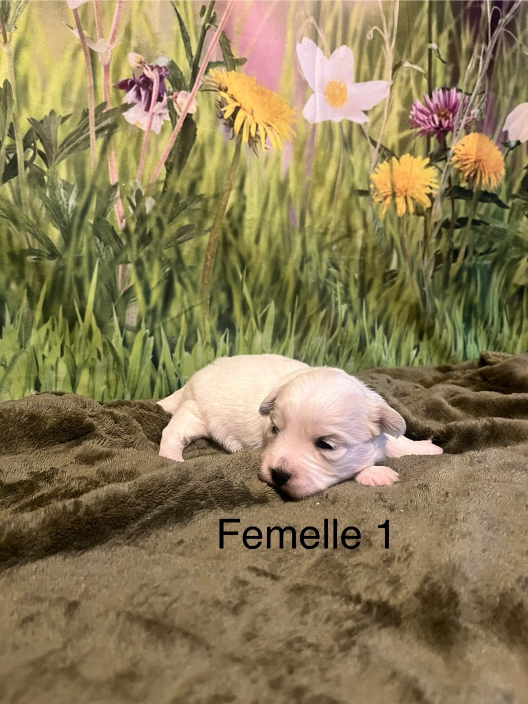 des bois de la bro - Chiots disponibles - Coton de Tulear