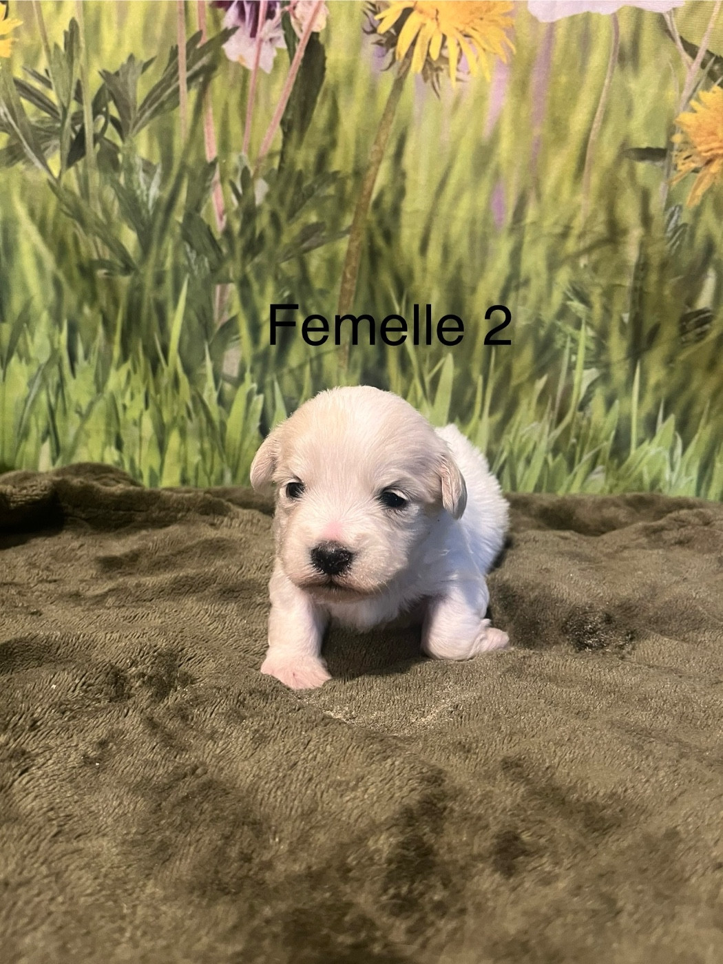 des bois de la bro - Chiots disponibles - Coton de Tulear