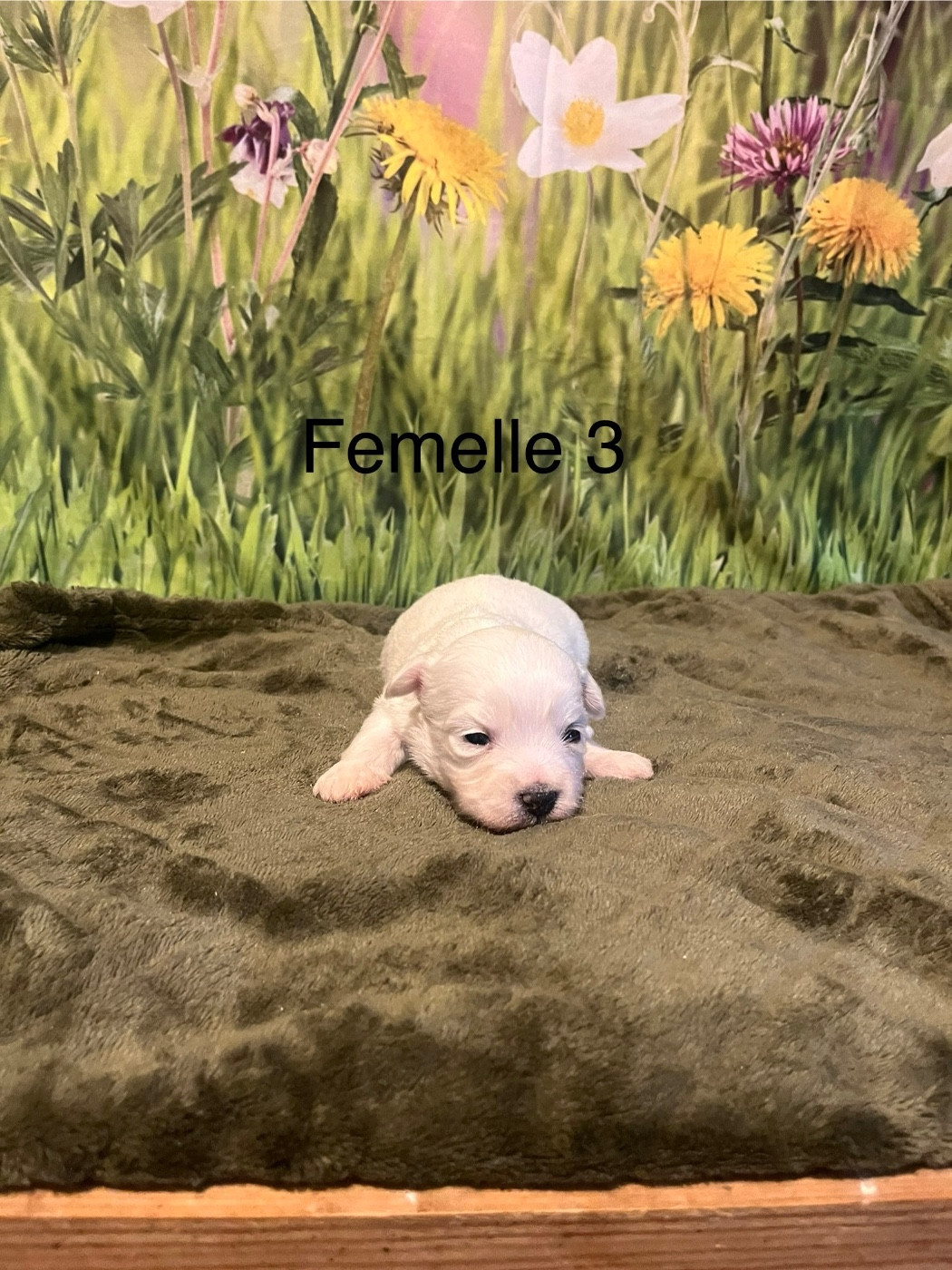 des bois de la bro - Chiots disponibles - Coton de Tulear