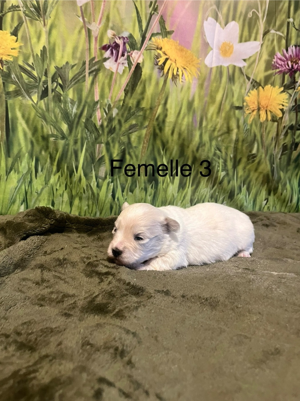 des bois de la bro - Chiots disponibles - Coton de Tulear