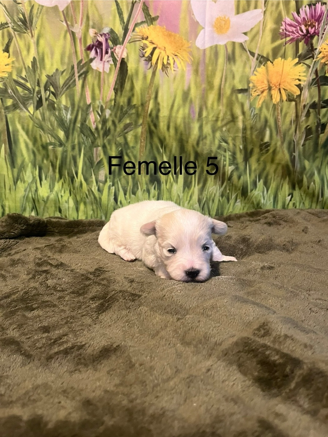 des bois de la bro - Chiots disponibles - Coton de Tulear