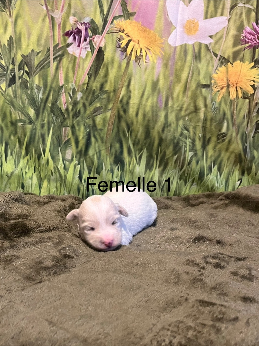 des bois de la bro - Chiots disponibles - Coton de Tulear