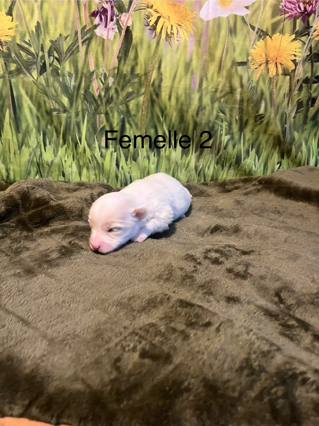 des bois de la bro - Chiots disponibles - Coton de Tulear