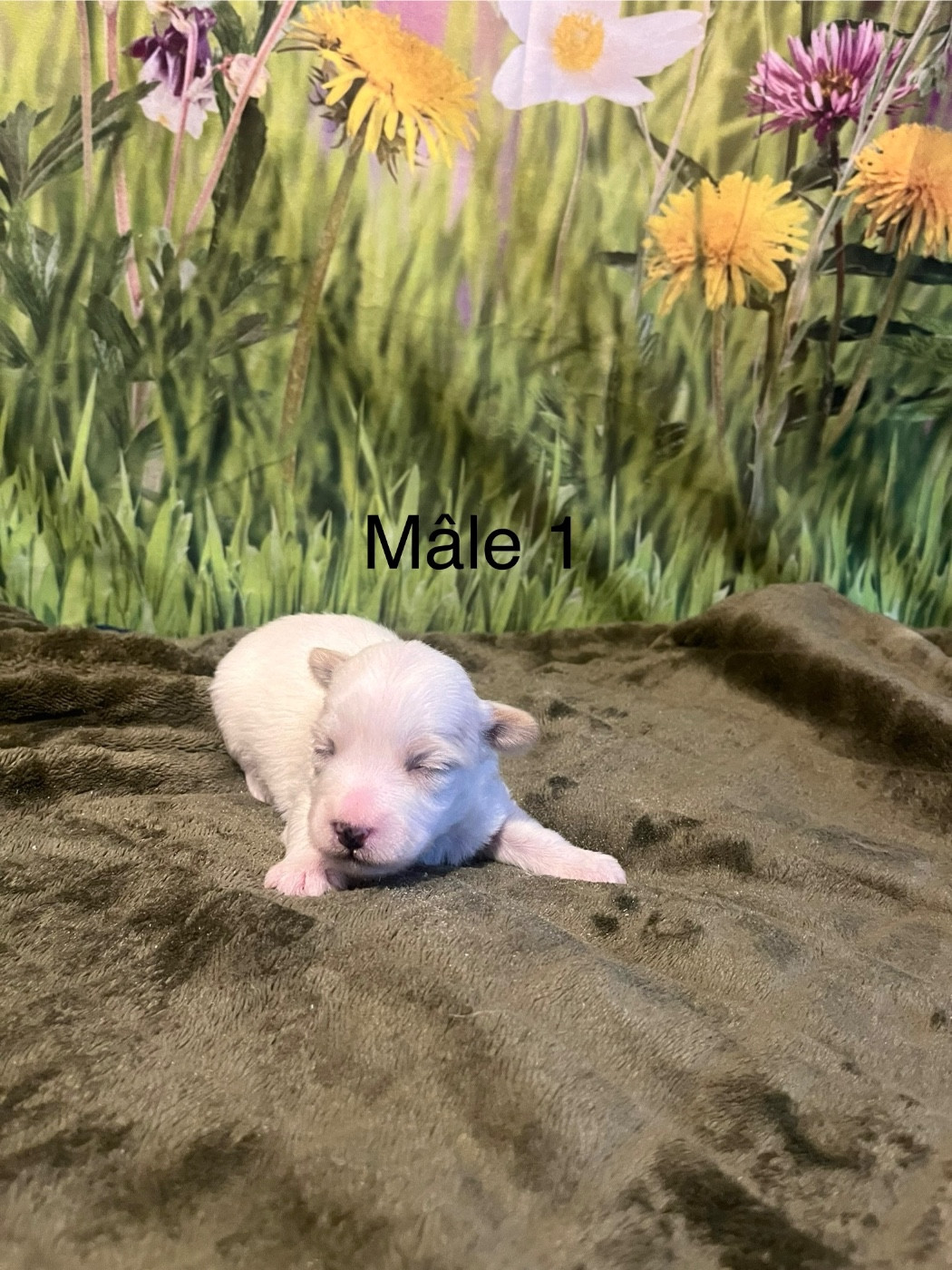 des bois de la bro - Chiots disponibles - Coton de Tulear