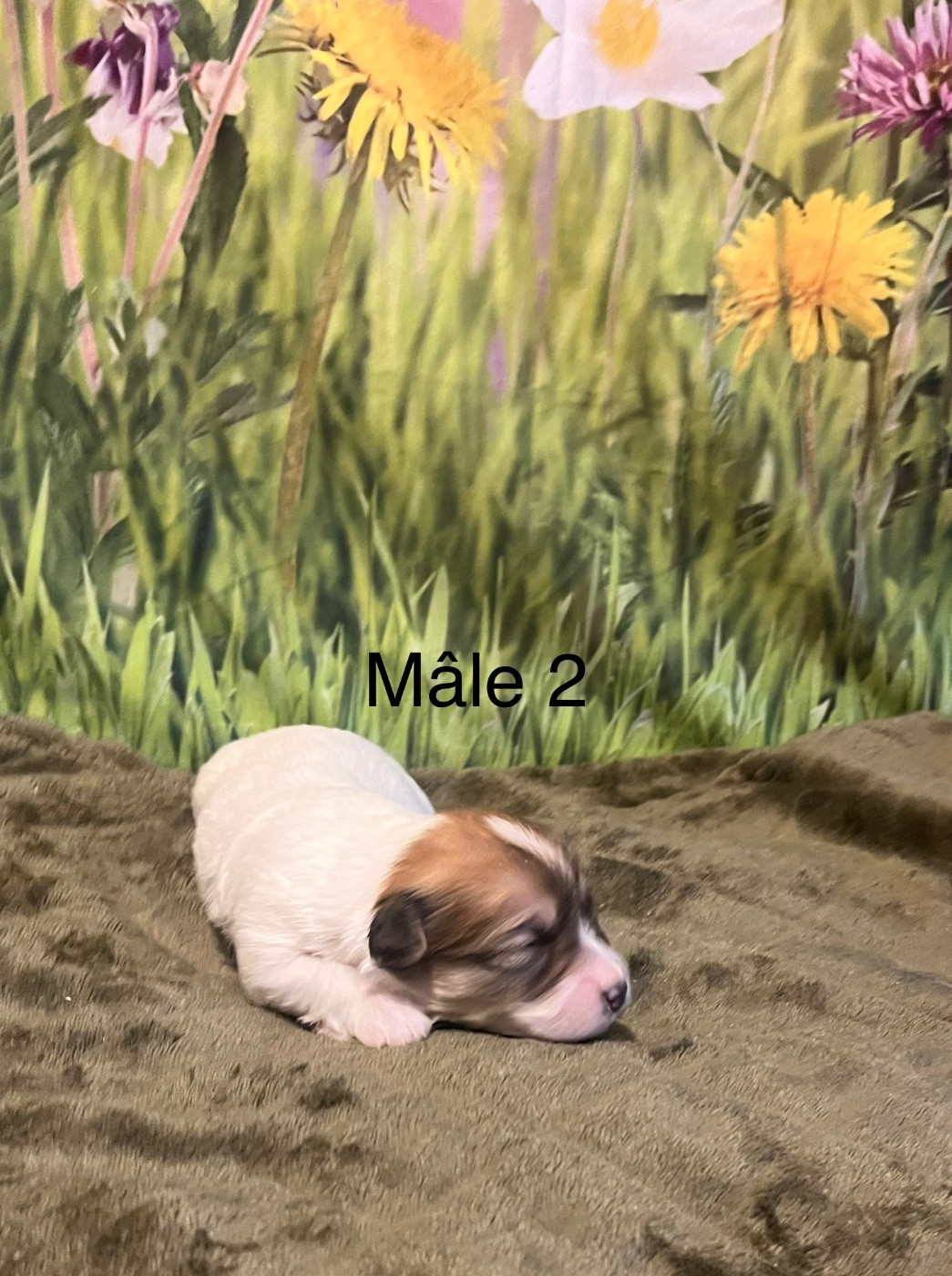 des bois de la bro - Chiots disponibles - Coton de Tulear