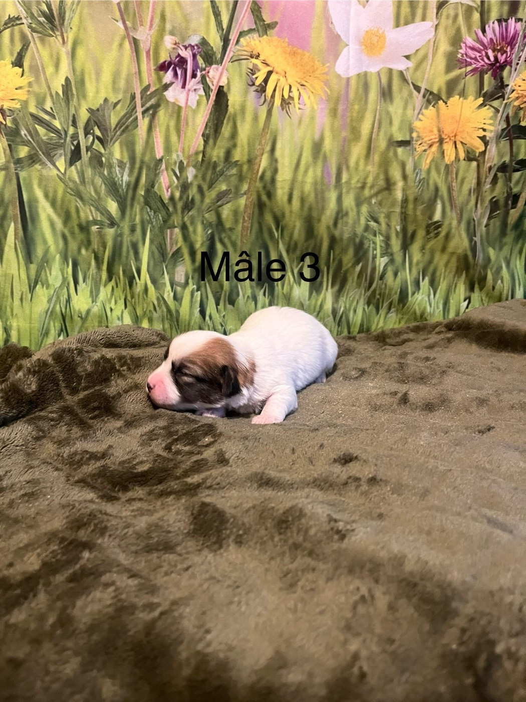 des bois de la bro - Chiots disponibles - Coton de Tulear