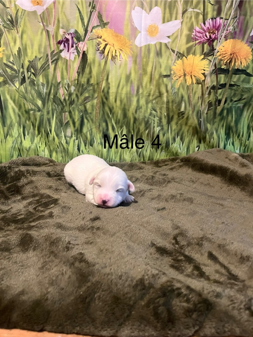 des bois de la bro - Chiots disponibles - Coton de Tulear