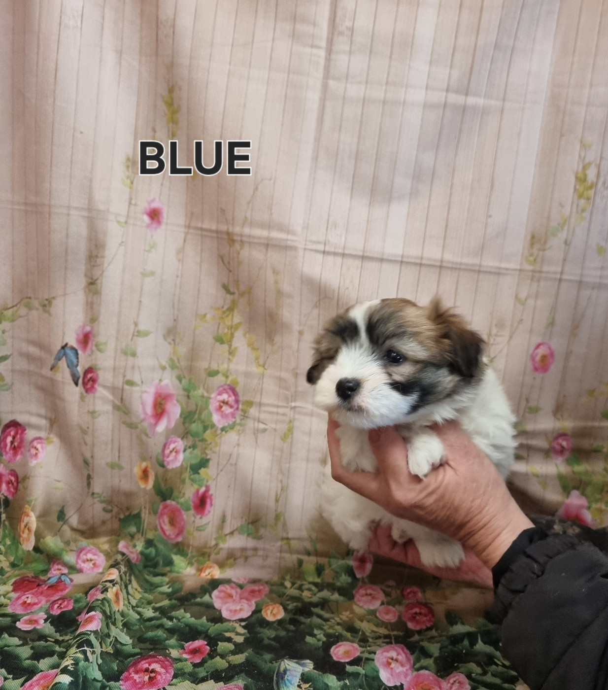 des bois de la bro - Coton de Tulear - Portée née le 06/01/2026