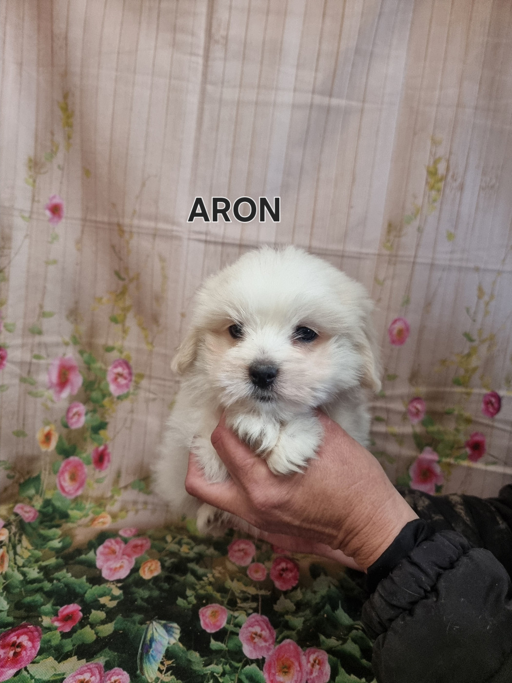 des bois de la bro - Chiots disponibles - Coton de Tulear