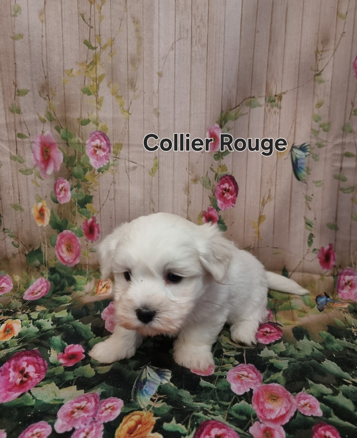 des bois de la bro - Chiots disponibles - Coton de Tulear