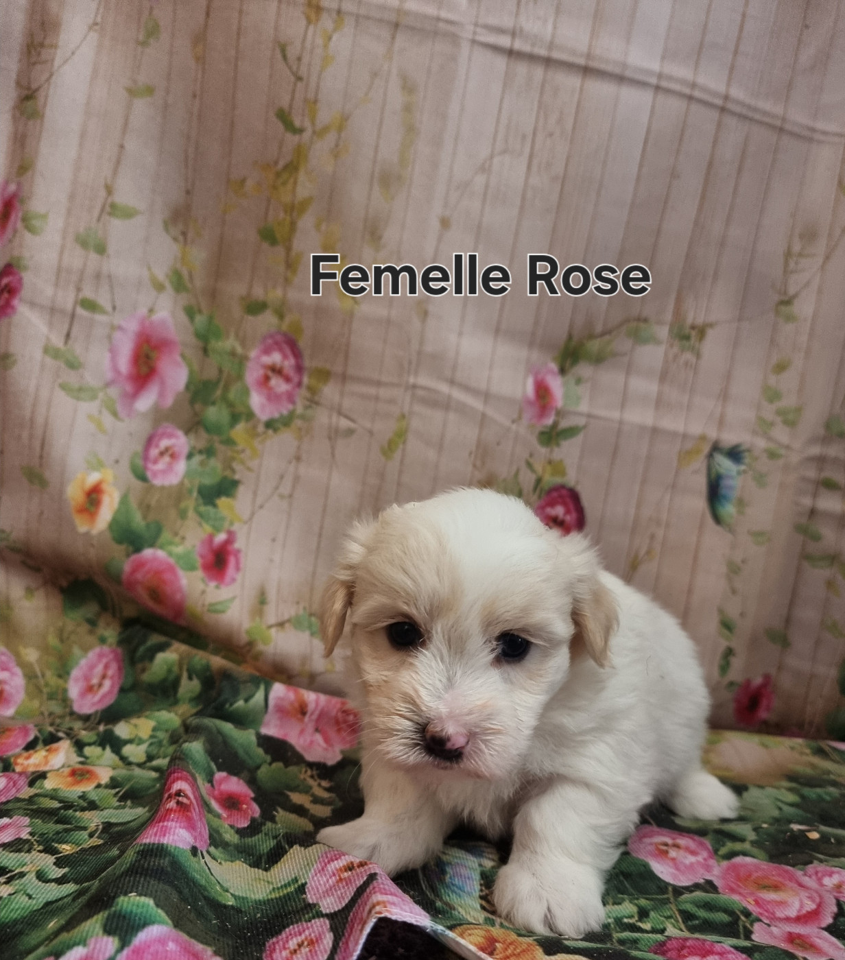 des bois de la bro - Chiots disponibles - Coton de Tulear