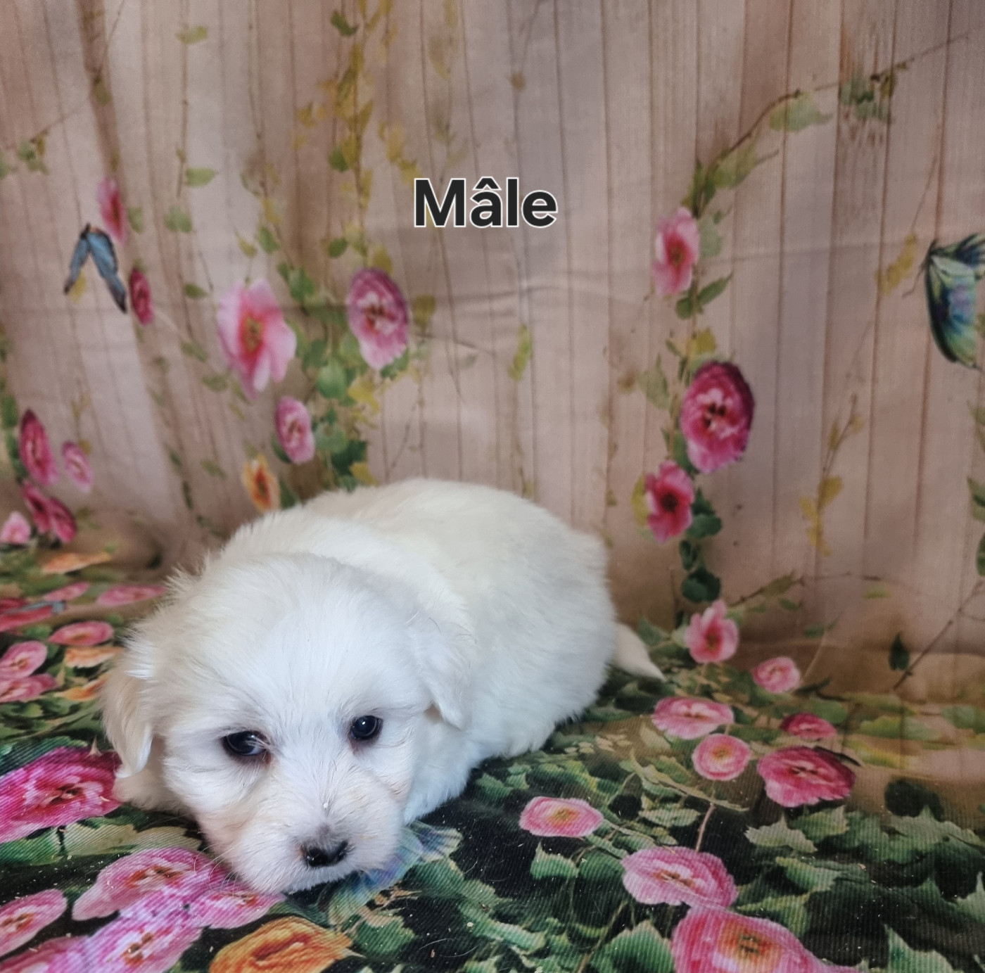 des bois de la bro - Chiots disponibles - Coton de Tulear