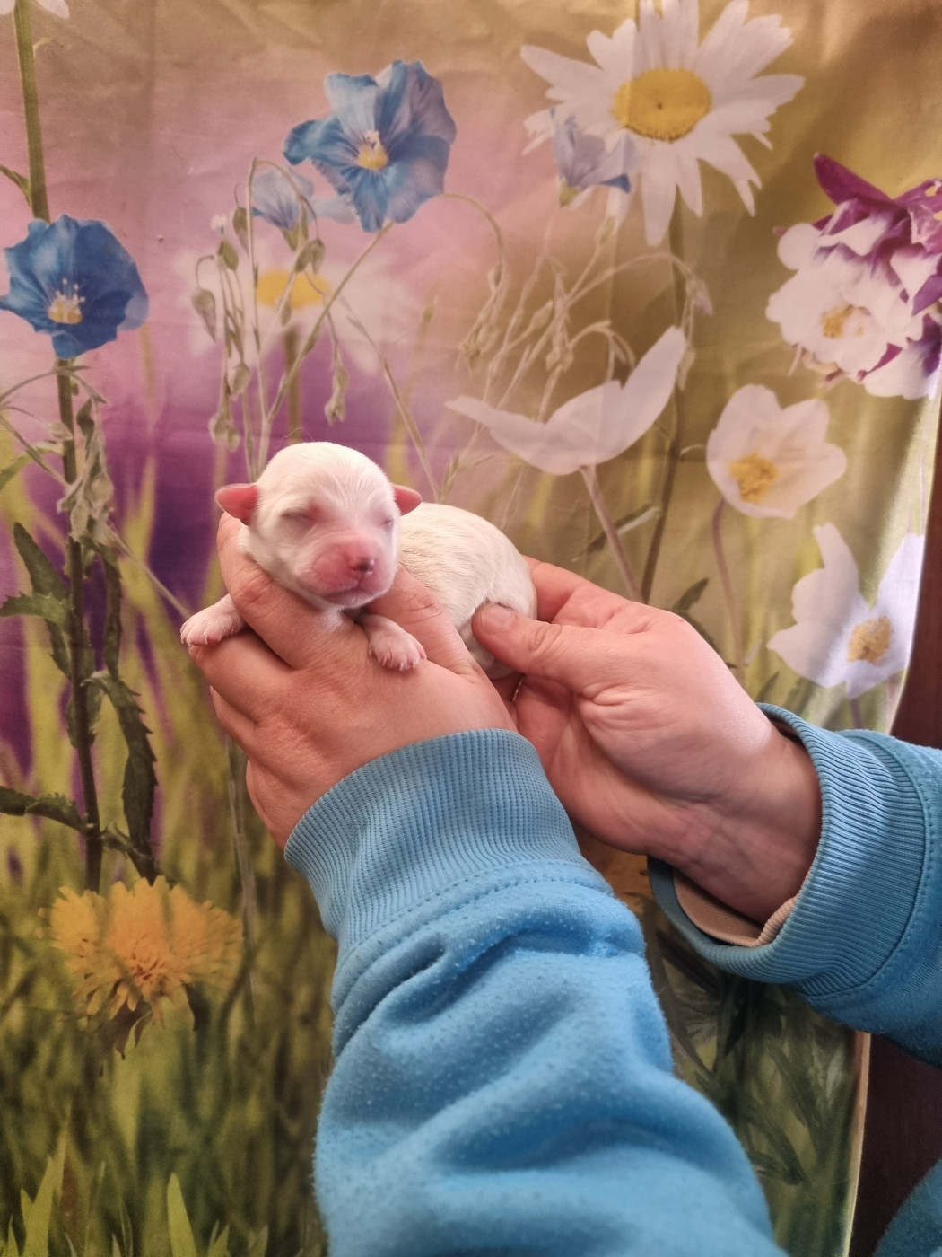 des bois de la bro - Chiots disponibles - Coton de Tulear