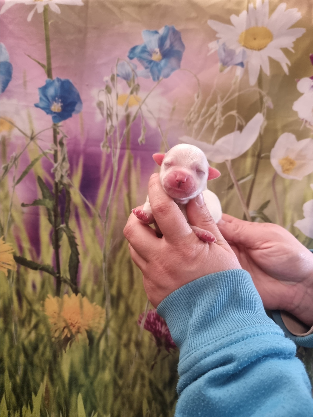 des bois de la bro - Chiots disponibles - Coton de Tulear