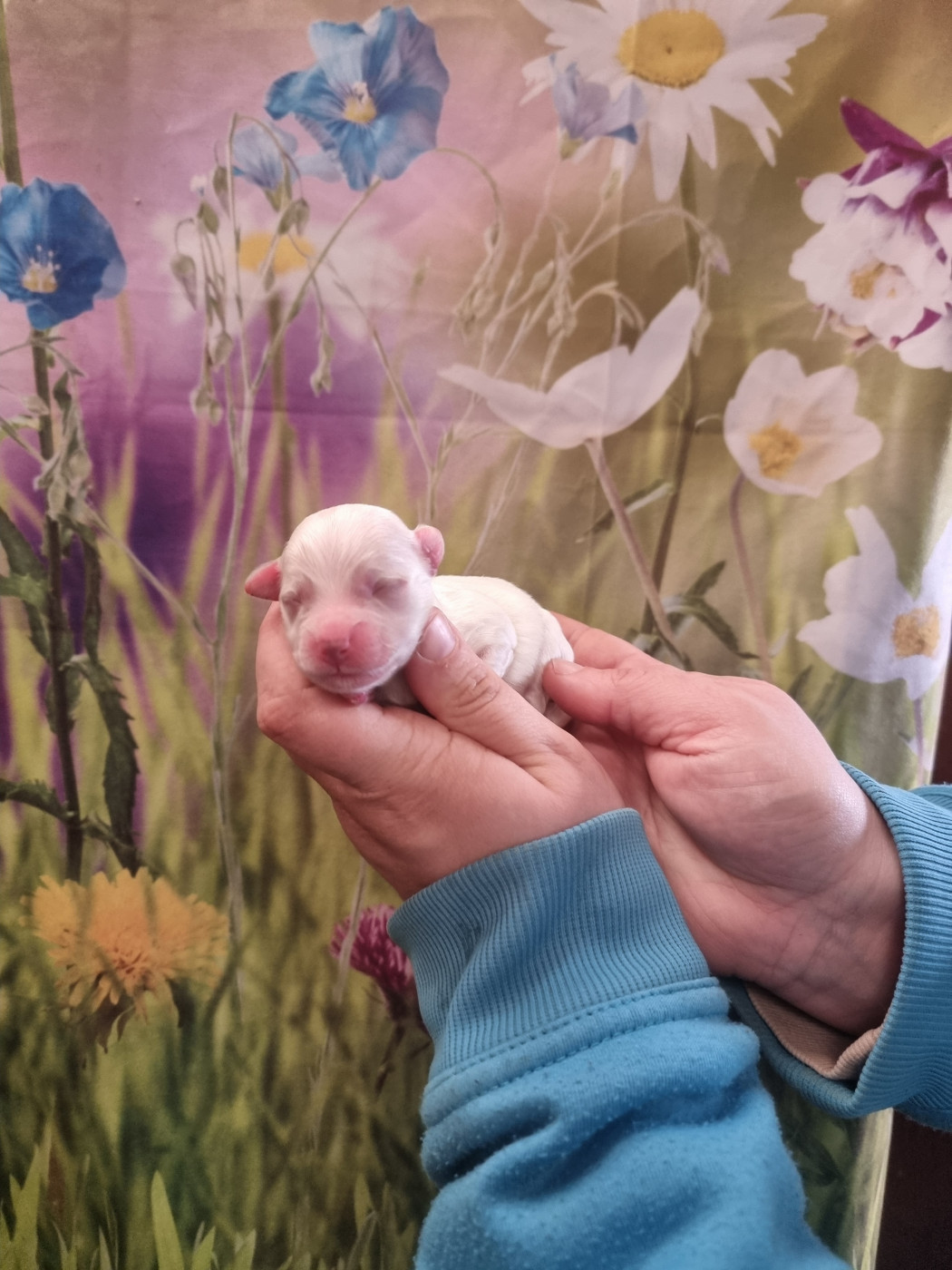 des bois de la bro - Chiots disponibles - Coton de Tulear