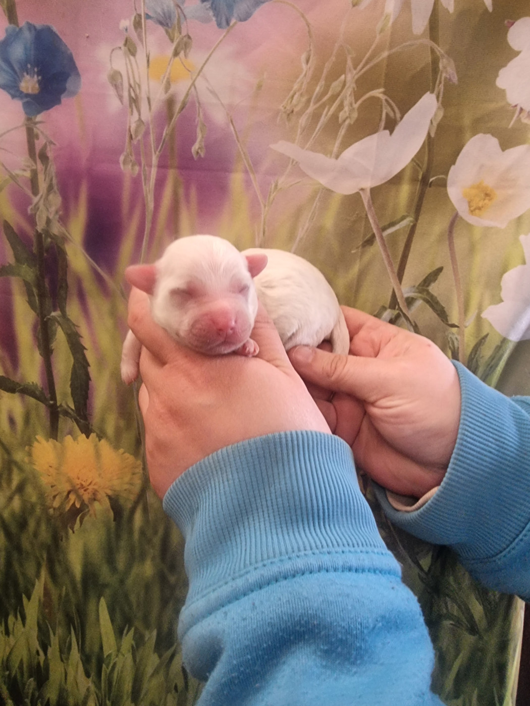 des bois de la bro - Chiots disponibles - Coton de Tulear