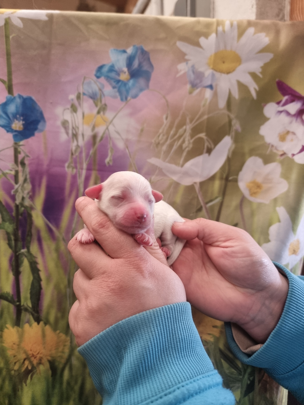 des bois de la bro - Chiots disponibles - Coton de Tulear