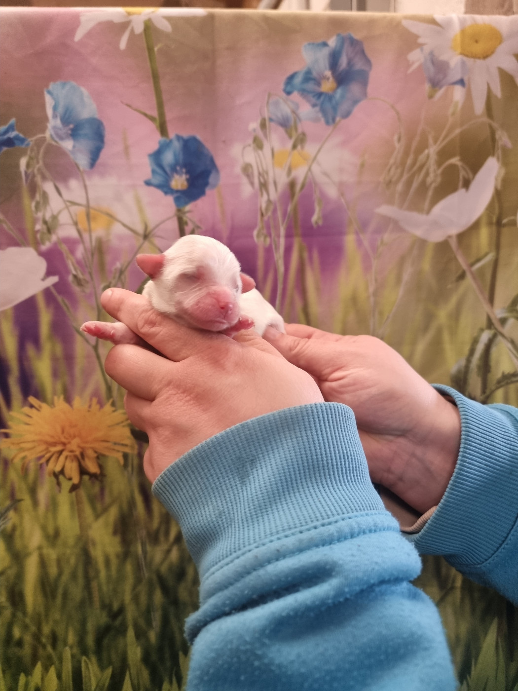 des bois de la bro - Chiots disponibles - Coton de Tulear