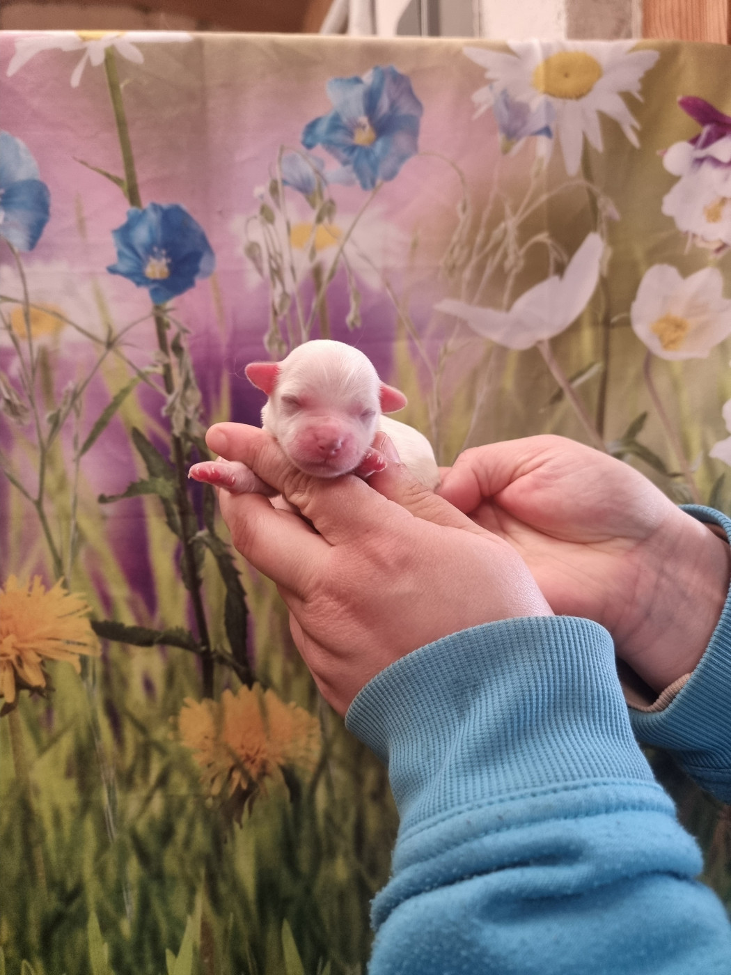 des bois de la bro - Chiots disponibles - Coton de Tulear