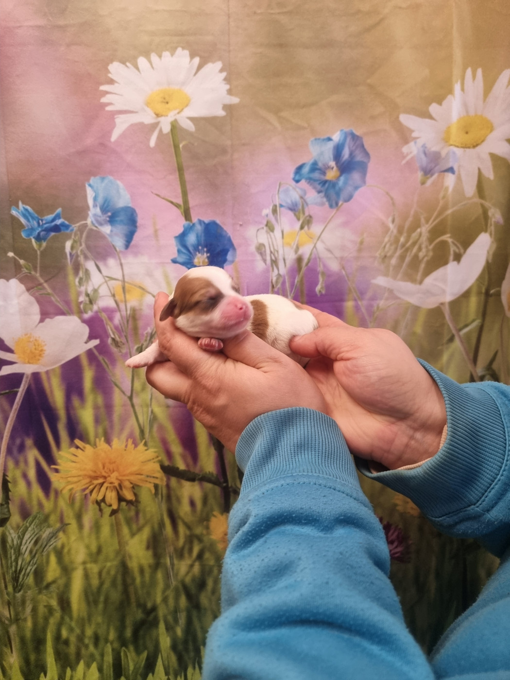 des bois de la bro - Chiots disponibles - Coton de Tulear