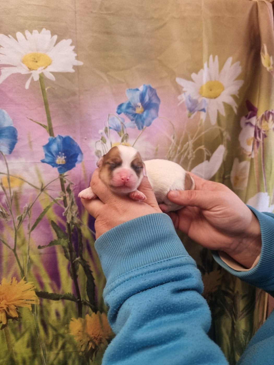 des bois de la bro - Chiots disponibles - Coton de Tulear